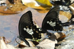 Papilio nephelus chaon