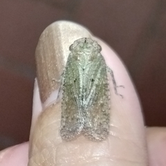 Poiocerinae