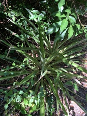 Quesnelia quesneliana