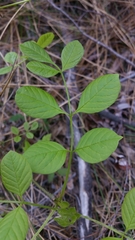 Fraxinus dipetala