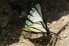 Graphium agetes
