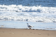 Larus argentatus smithsonianus