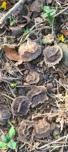 Pterocarpus indicus