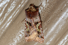 Cerastis enigmatica