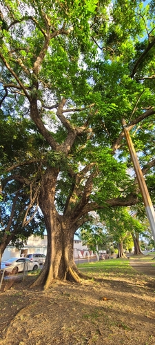 Image of Amboyna Wood (Pterocarpus indicus) by (c) ritirene, some rights reserved (CC BY)