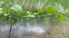 Ribes divaricatum pubiflorum