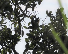 Alipiopsitta xanthops