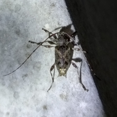 Oedopeza ocellator