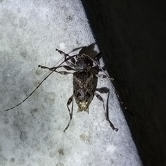Oedopeza ocellator