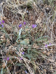 Astragalus zionis