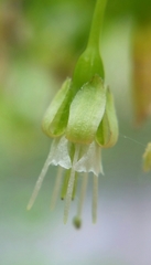 Ribes divaricatum pubiflorum