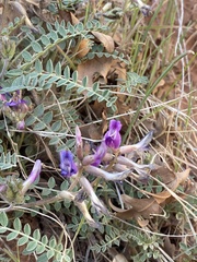 Astragalus zionis
