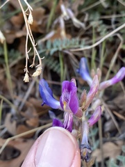 Astragalus zionis
