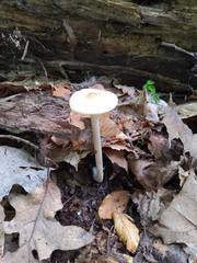 Melanoleuca alboflavida