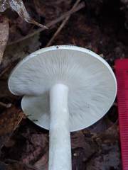 Melanoleuca alboflavida