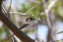 Myiarchus antillarum