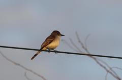 Myiarchus antillarum