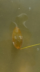 Potamogeton natans