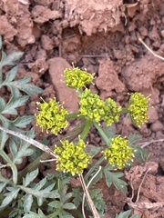 Cymopterus longipes