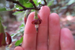 Ribes roezlii roezlii