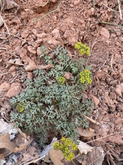Cymopterus longipes