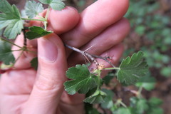 Ribes roezlii roezlii