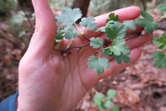Ribes roezlii roezlii