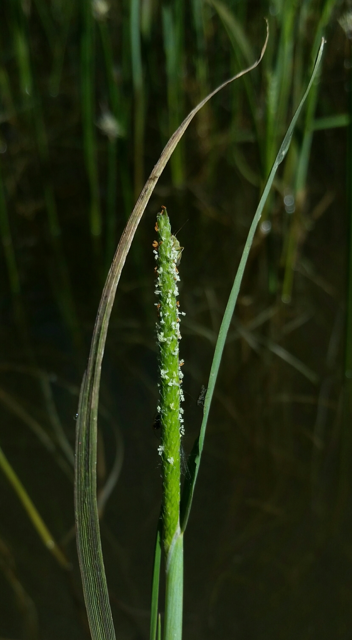 Alopecurus aequalis var. aequalis