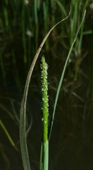 Alopecurus aequalis aequalis