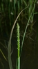 Short-awn Foxtail - Photo (c) David Greenberger, some rights reserved (CC BY-NC-ND), uploaded by David Greenberger