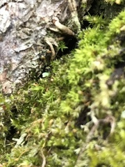 Drummondia prorepens