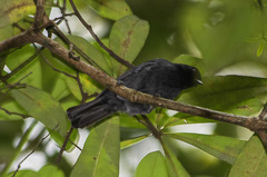 Melaniparus funereus