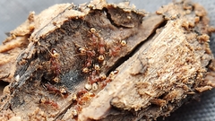 Strumigenys rostrata