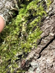 Drummondia prorepens