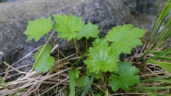 Boykinia occidentalis