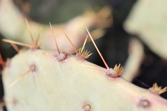 Opuntia