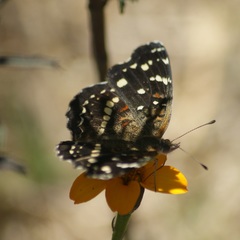 Anthanassa texana texana