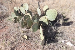Opuntia