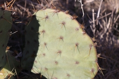 Opuntia