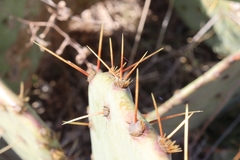 Opuntia