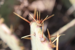 Opuntia