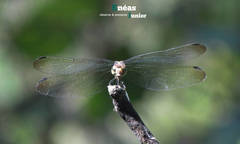 Micrathyria laevigata