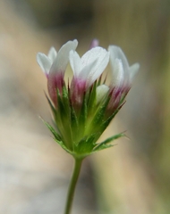 Trifolium variegatum variegatum