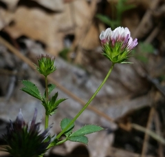Trifolium variegatum variegatum