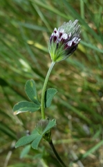 Trifolium albopurpureum