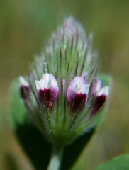 Trifolium albopurpureum