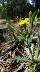 Crepis monticola