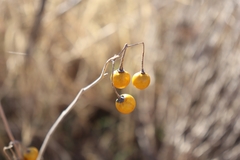 Solanum elaeagnifolium