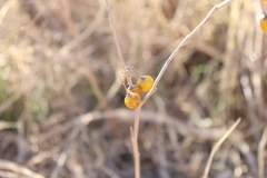 Solanum elaeagnifolium