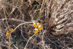 Solanum elaeagnifolium